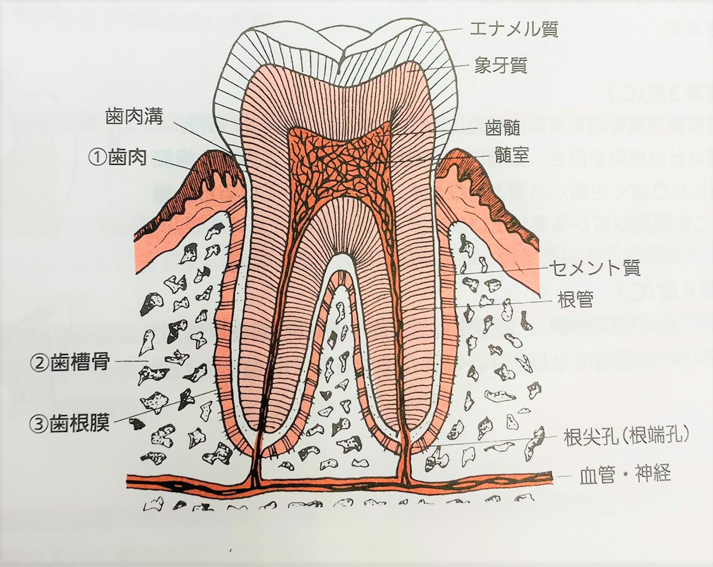 口腔解剖学 骨学 アトナーム社 元東京歯科大学教授 - メルカリ